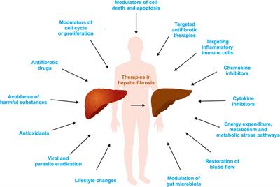 Cellular Mechanisms of Liver Fibrosis